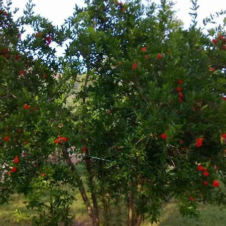 Pensionat Billur Pension