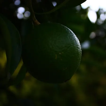 Billur Pension Çıralı