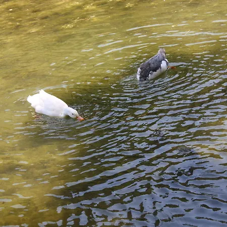 Billur Pension Çıralı