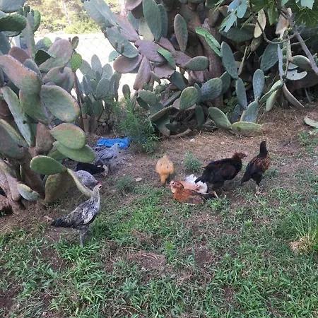 Billur Pension Hotel 3*