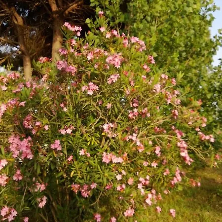 Billur Pension Hotel Çıralı